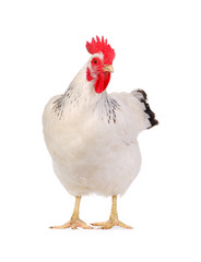 white hen