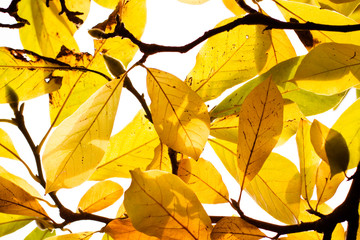 yellow leaves