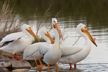 American White Pelicans