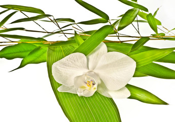 Obraz premium white orchid and bamboo
