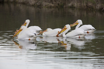 American White Pelicans