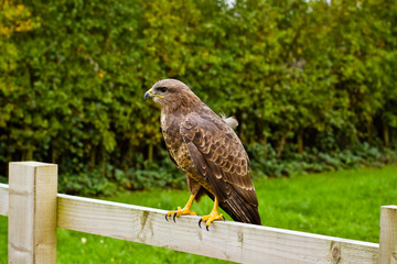 buzzard perching