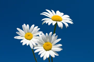 Cercles muraux Marguerites three chamomiles against blue sky