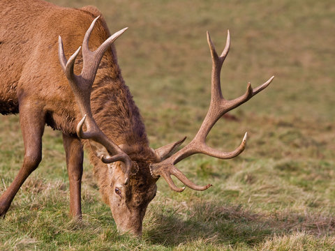 Antlers of a Red Deer Stag (cervus elaphus)
