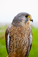 falcon close up