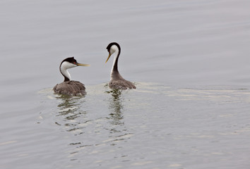 Western Grebe on Lake