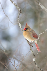Female Northern  Cardinal sitting on bare limb