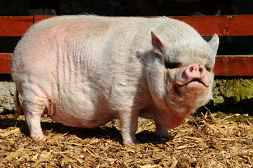 Vietnamese pot-bellied pig