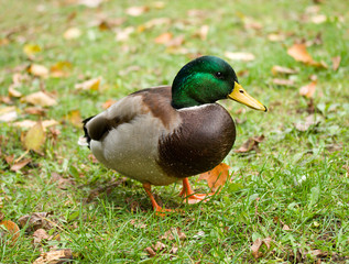 wild duck