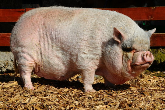 big pink pig
