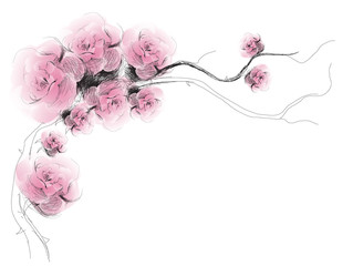 Dog-Rose flowers background / realistic sketch (not auto-traced)