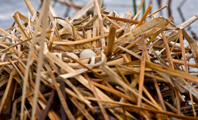 Coot Waterhen Nest and Eggs