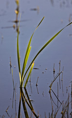 Weed Reflection in Water