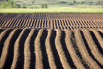 Farming Rows seeds plalnted