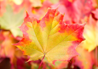 autumn maple leaf