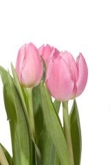 Pink tulips