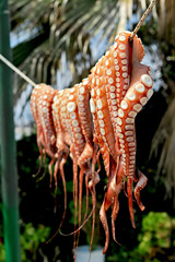 Octopus Drying prior to cooking