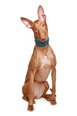 Pharaoh hound sits on a white background
