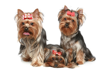 Yorkshire Terrier puppies on a white background