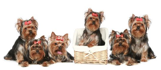 Yorkshire Terrier puppies, group posing on a white background