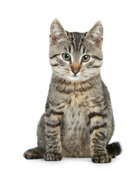 Small brown kitten on a white background