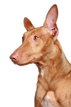 Pharaoh Hound Photos Royalty Free Images Graphics Vectors Videos Adobe Stock