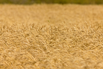 Wheat Field