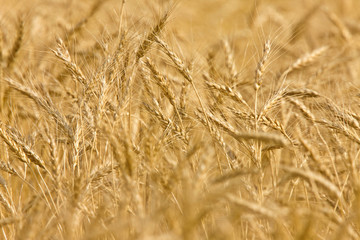 Wheat Field