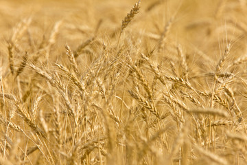 Wheat Field