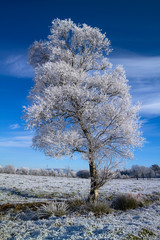 Idyllic winter meadow with frosty tree