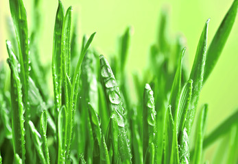 Green wet grass.