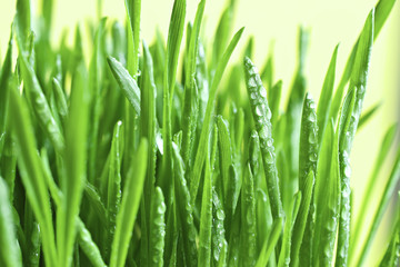 Green  grass.