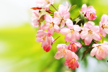 Fototapeta na wymiar Spring blossom