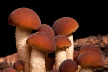 Poplar Mushrooms Closeup (Pholiota Aegerita)