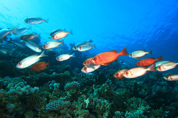 Shoal of Crescent-tail Bigeye fish on a coral reef