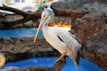 White pelican in a zoo