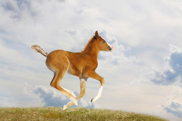 foal running