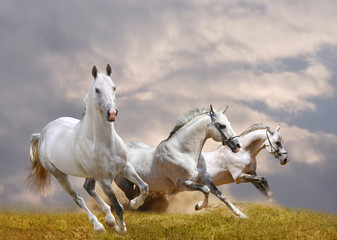Naklejka na ściany i meble białe konie