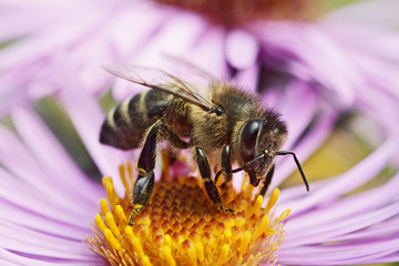 Honeybee on a autumn flower