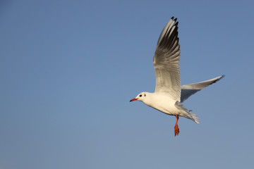 Seagull