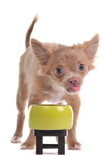 Cunning chihuahua puppy making its face while eating