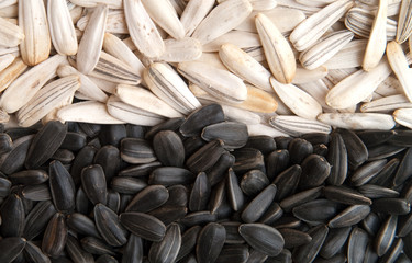 seeds