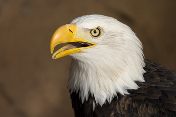 American Bald Eagle