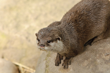 Asian Short-clawed Otter