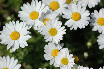 Obraz premium 白の花畑