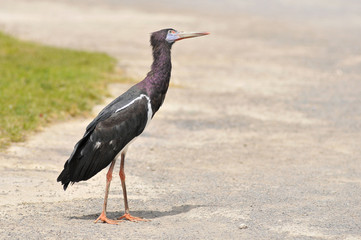 Cigogne d'Abdim vue de profil sur le sol