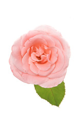 Single pink rose