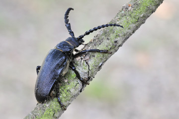 Sägebock