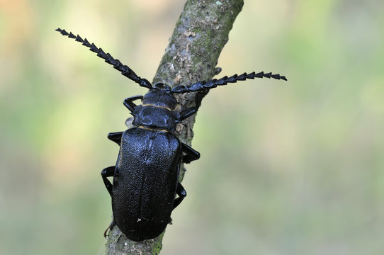 S&auml;gebock