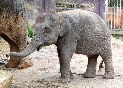 The elephant calf in park Khao Lak, Thailand